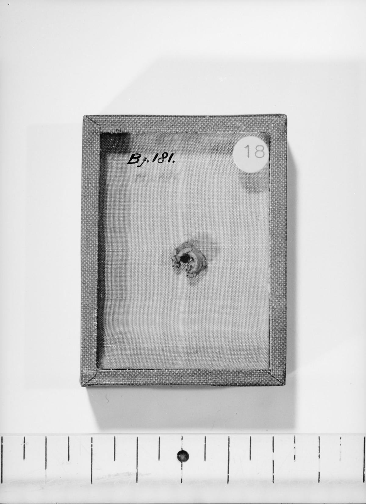 Image 394674