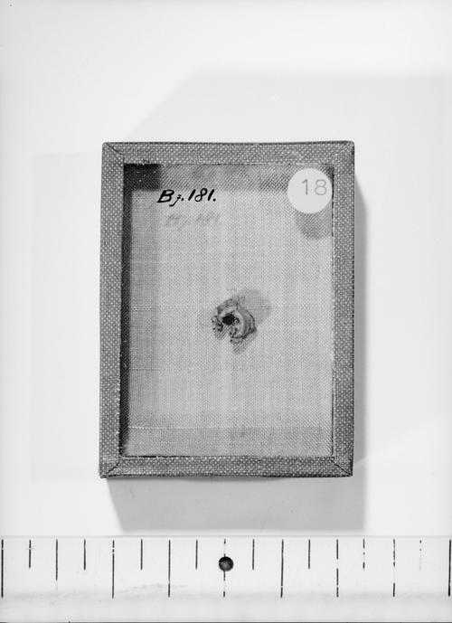 Image 394674