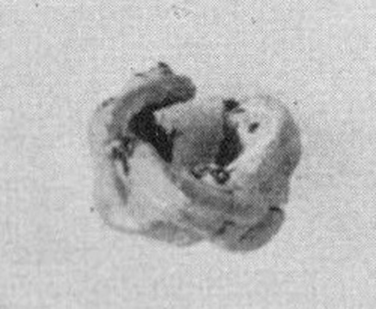 Image birka3_taf28_12